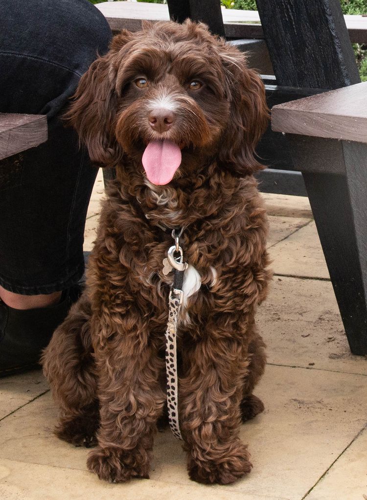 Dog Friendly Pub Dogs The Water Meadow East in Melksham