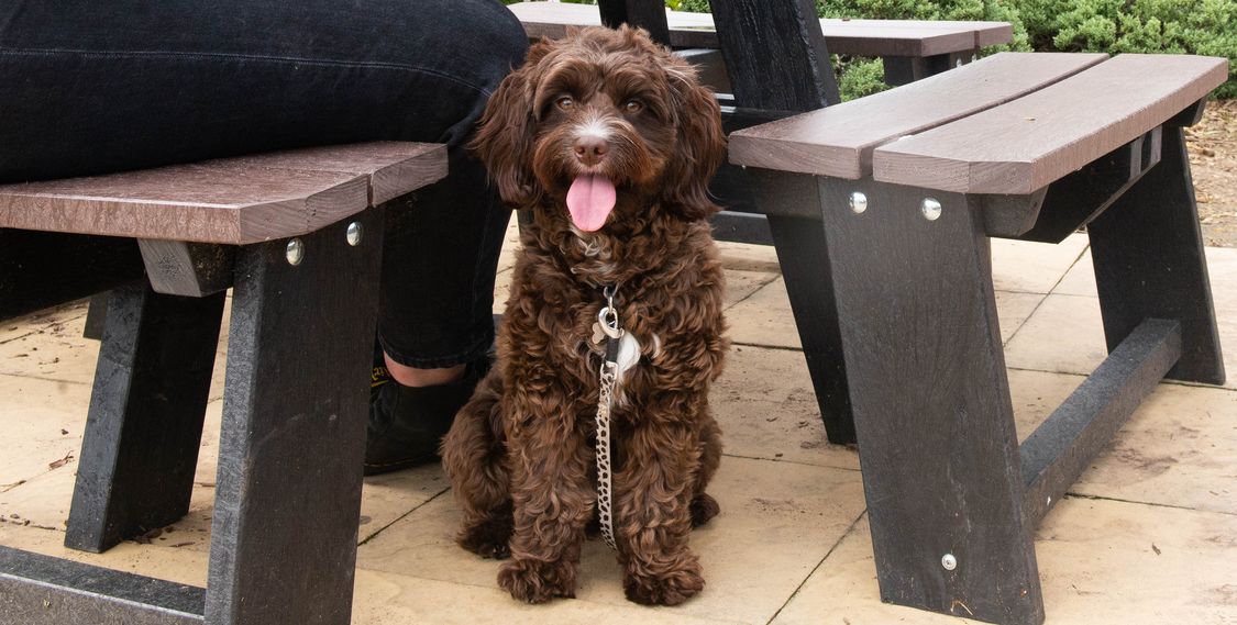 Dog Friendly Pub Dogs The Water Meadow East in Melksham